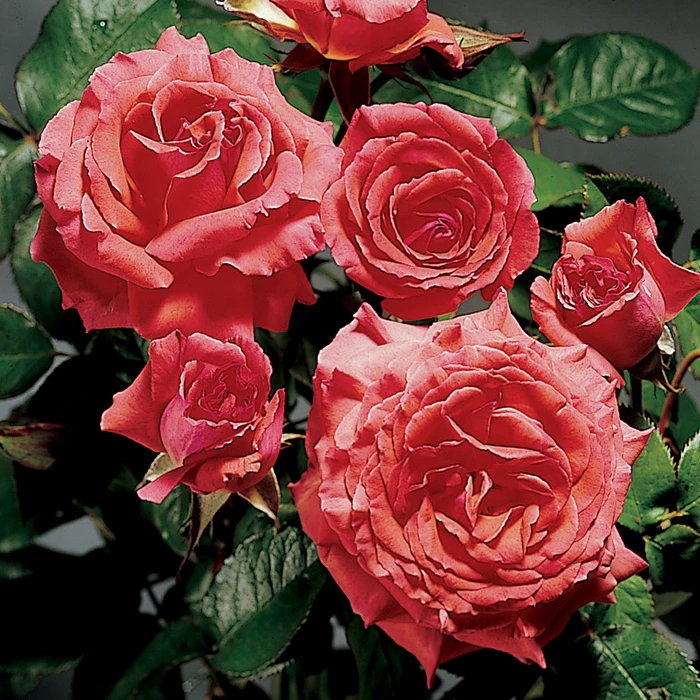 America™ Climbing Rose America™ Climbing Rose -Jung Seed Company 25307