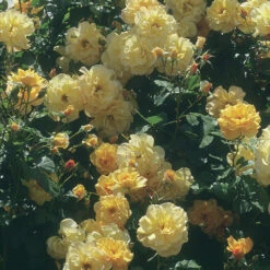 Autumn Sunset&reg; Climbing Rose