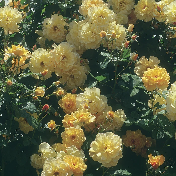 Autumn Sunset® Climbing Rose Autumn Sunset® Climbing Rose -Jung Seed Company 25310