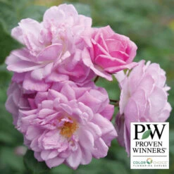 Rise Up Lilac Days&trade; Climbing Rose