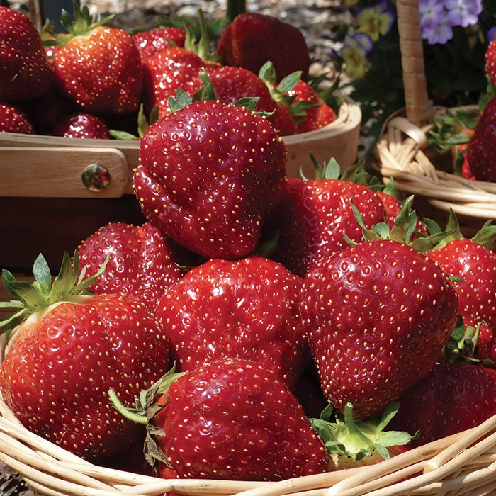 Cabot Junebearing Strawberry Cabot Junebearing Strawberry -Jung Seed Company 30053b