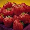 Cavendish Junebearing Strawberry