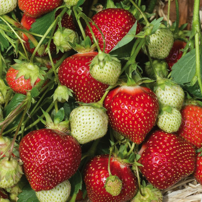 Galletta Strawberry Galletta Strawberry -Jung Seed Company 30072
