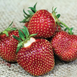 Honeoye Junebearing Strawberry