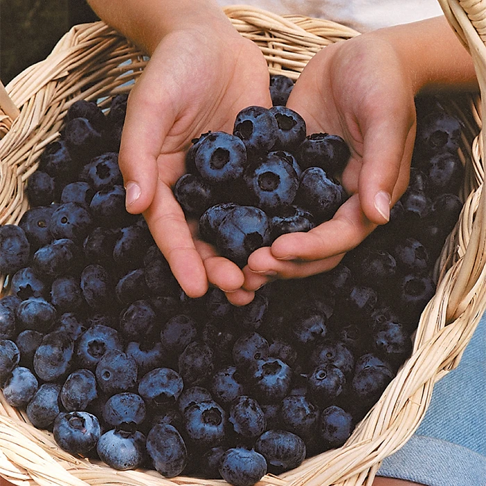 Chandler Blueberry Chandler Blueberry -Jung Seed Company 30112