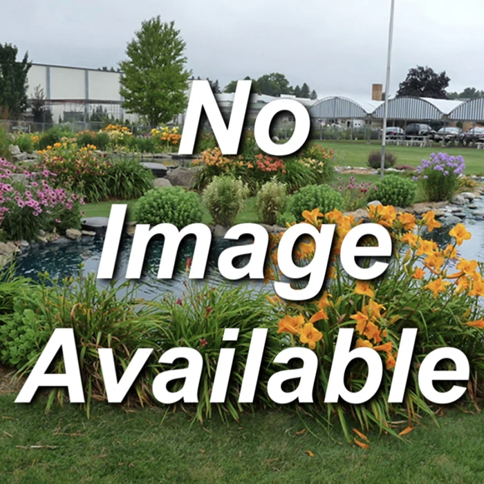 Friendship Blueberry Friendship Blueberry -Jung Seed Company 30115