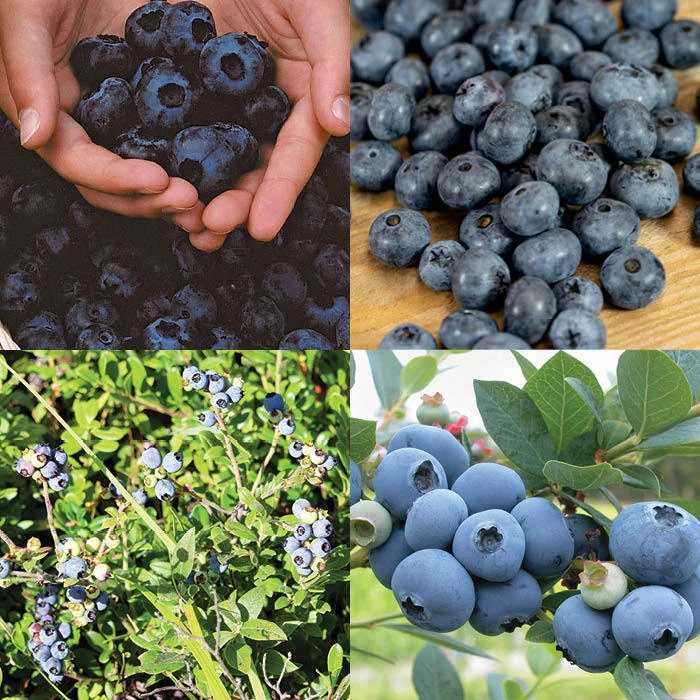 Northern Blueberry Offer #2 Northern Blueberry Offer #2 -Jung Seed Company 30119