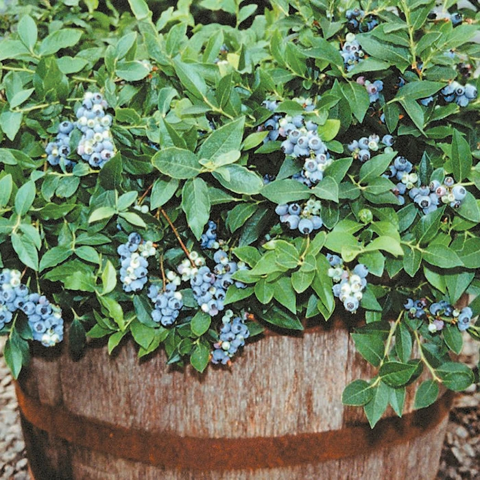 Space-Saver Blueberry Offer Space-Saver Blueberry Offer -Jung Seed Company 30132