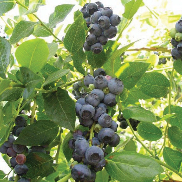 Northland Blueberry Northland Blueberry -Jung Seed Company 30135