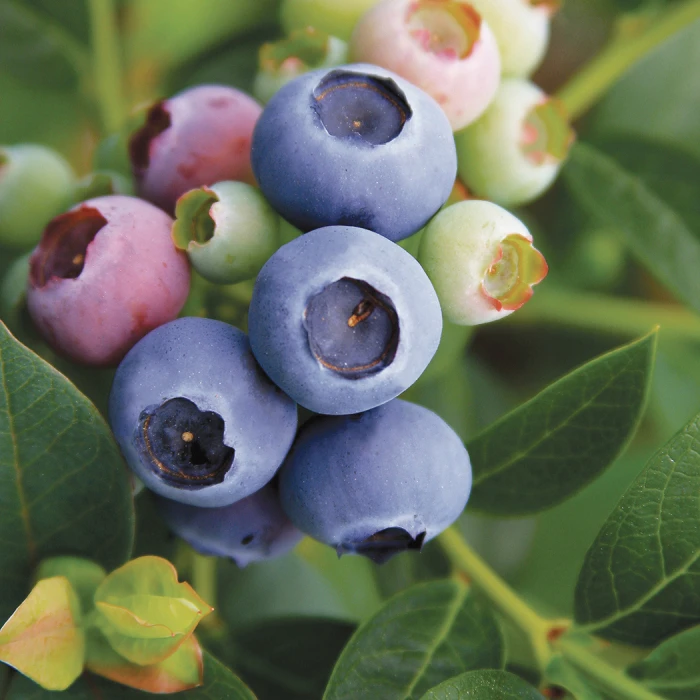 Reka Blueberry Reka Blueberry -Jung Seed Company 30136