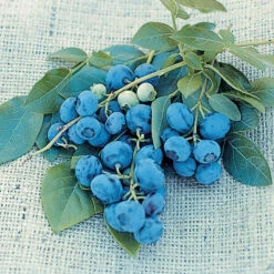 Dwarf Northsky Blueberry