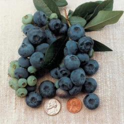 Patriot Blueberry