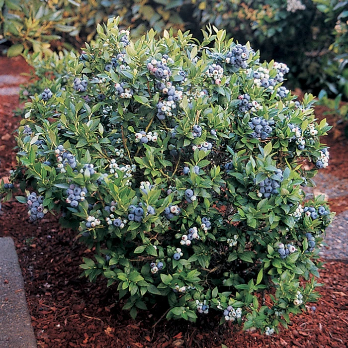 Dwarf Top Hat Blueberry Dwarf Top Hat Blueberry -Jung Seed Company 30146 b