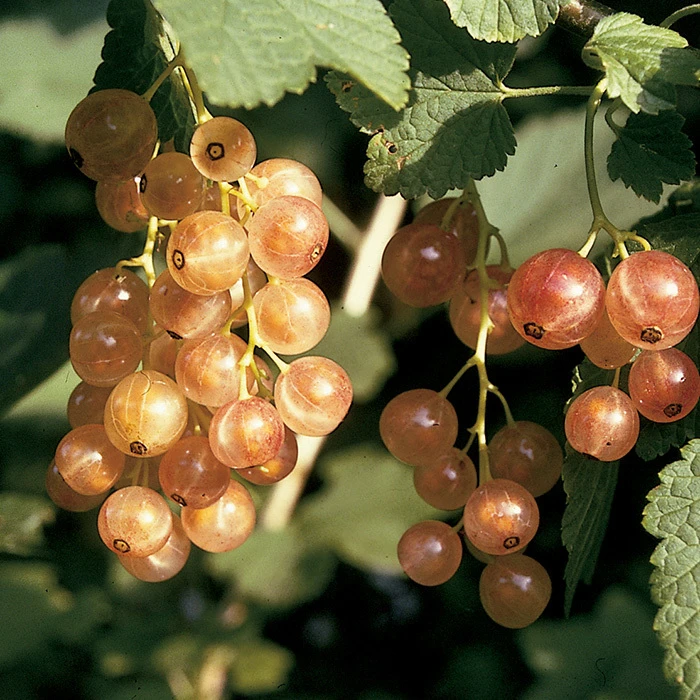 Pink Champagne Currant Pink Champagne Currant -Jung Seed Company 30153
