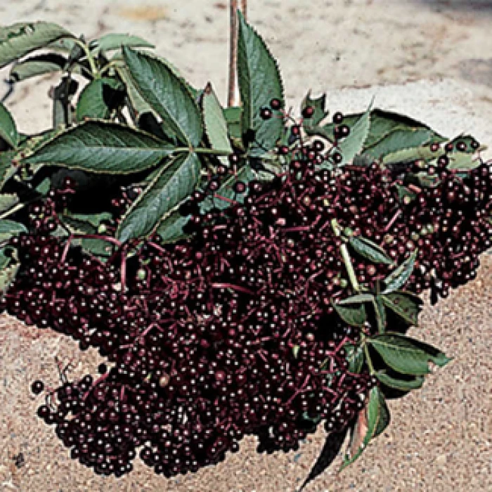 Elderberry Pollinator Offer - 2 Each Of 2 Varieties Elderberry Pollinator Offer - 2 Each Of 2 Varieties -Jung Seed Company 30163