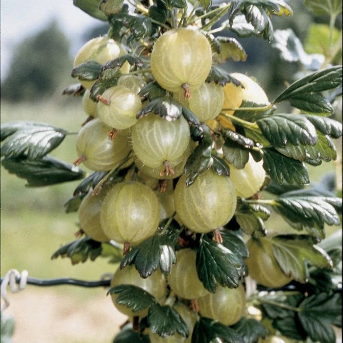 Invicta Gooseberry Invicta Gooseberry -Jung Seed Company 30184