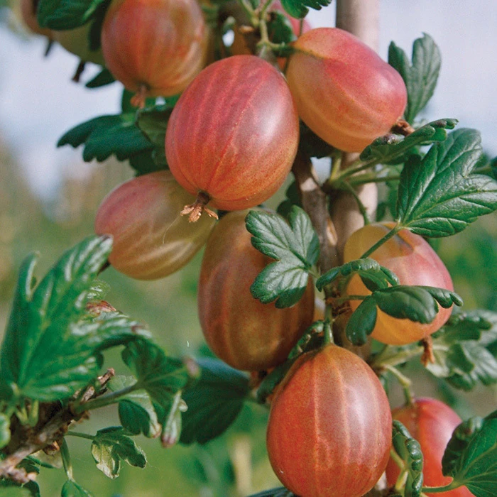 Gooseberry Offer Gooseberry Offer -Jung Seed Company 30187 1