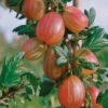 Tixia&trade; Gooseberry