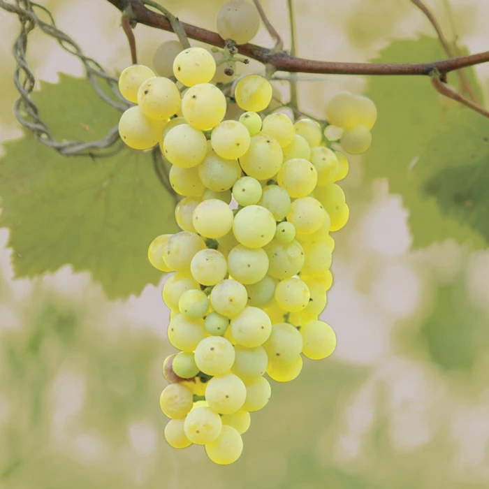 Brianna Grape Brianna Grape -Jung Seed Company 30203