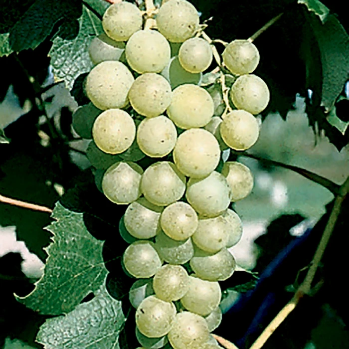 Marquis Seedless Grape Marquis Seedless Grape -Jung Seed Company 30221