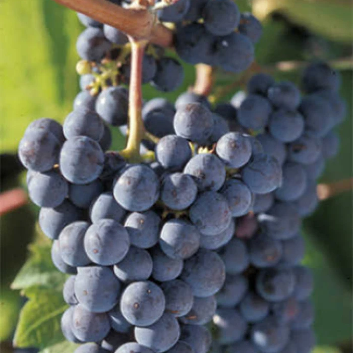 Marquette Grape Marquette Grape -Jung Seed Company 30224