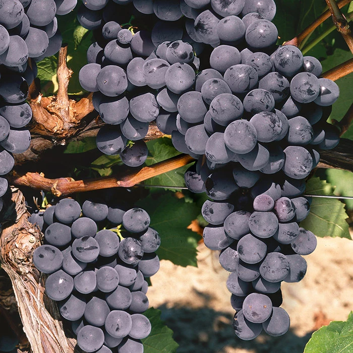 St Theresa Seedless Grape St Theresa Seedless Grape -Jung Seed Company 30228