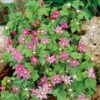 Ground Cover Raspberry Offer (1 Of Each)