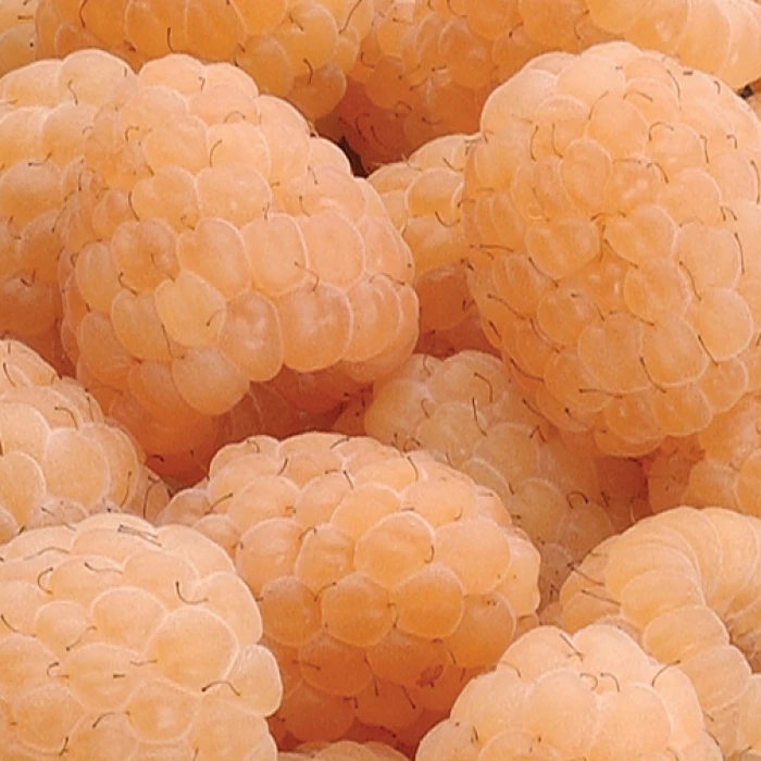 Anne Fall Bearing Raspberry Anne Fall Bearing Raspberry -Jung Seed Company 30323