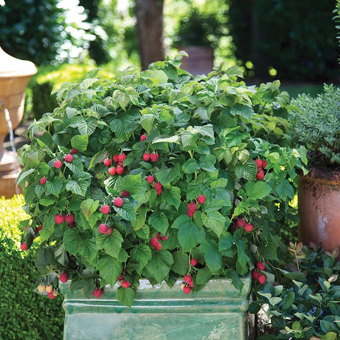 Raspberry Shortcake® Raspberry Raspberry Shortcake® Raspberry -Jung Seed Company 30326