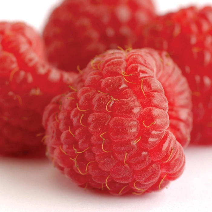 Heritage Fall Bearing Raspberry Heritage Fall Bearing Raspberry -Jung Seed Company 30335