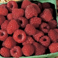 Boyne Summer Bearing Raspberry