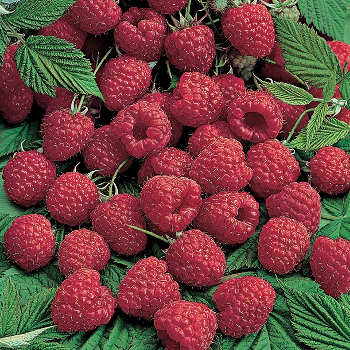 Killarney Summer Bearing Raspberry Killarney Summer Bearing Raspberry -Jung Seed Company 30349