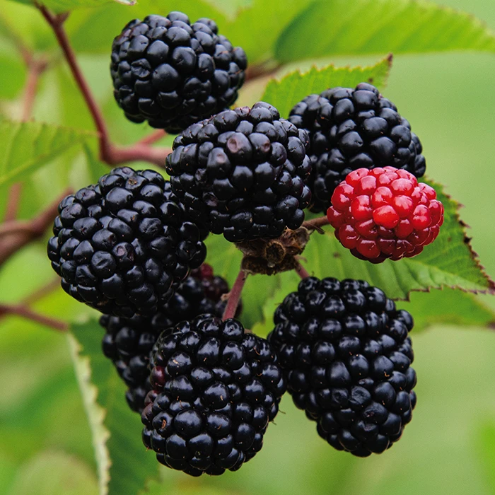 Prime Ark® Freedom Blackberry Prime Ark® Freedom Blackberry -Jung Seed Company 30373