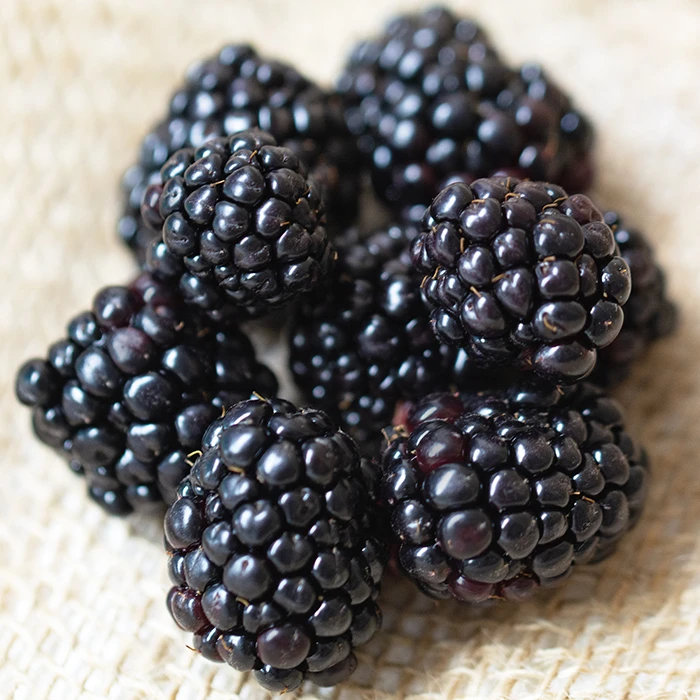 Chester Thornless Blackberry Chester Thornless Blackberry -Jung Seed Company 30380 AH