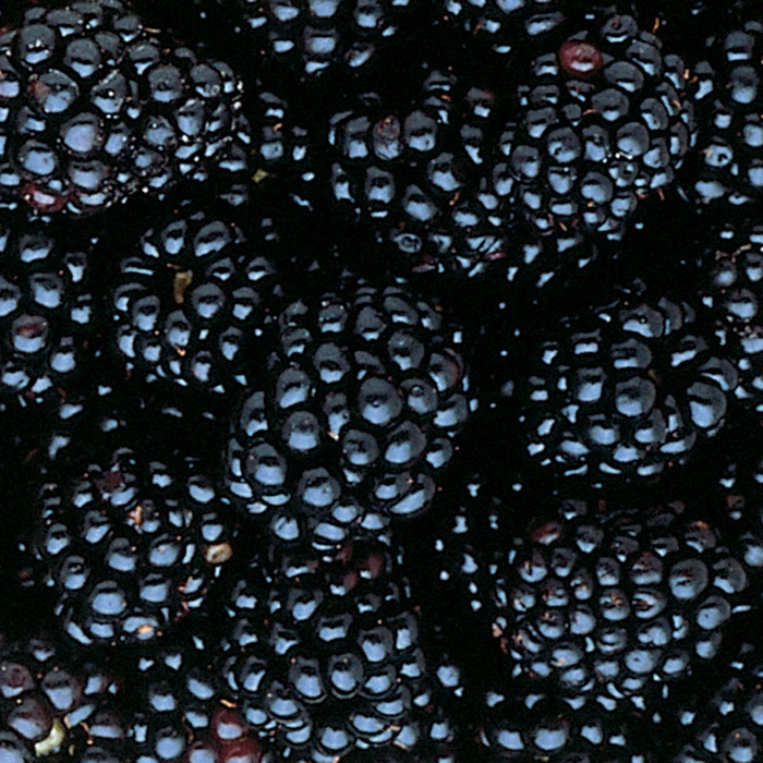 Triple Crown Thornless Blackberry Triple Crown Thornless Blackberry -Jung Seed Company 30385