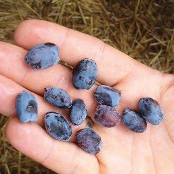 Borealis Canadian Haskap Borealis Canadian Haskap -Jung Seed Company 30401