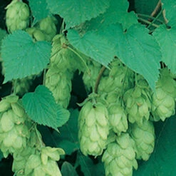 Cascade Hops Vine