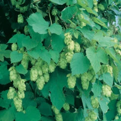 Willamette Hops