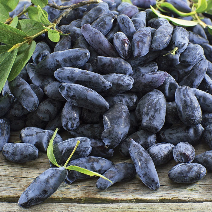 Boreal Beast Honeyberry Boreal Beast Honeyberry -Jung Seed Company 30434