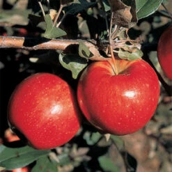 Sweet Sixteen Semi Dwarf Apple