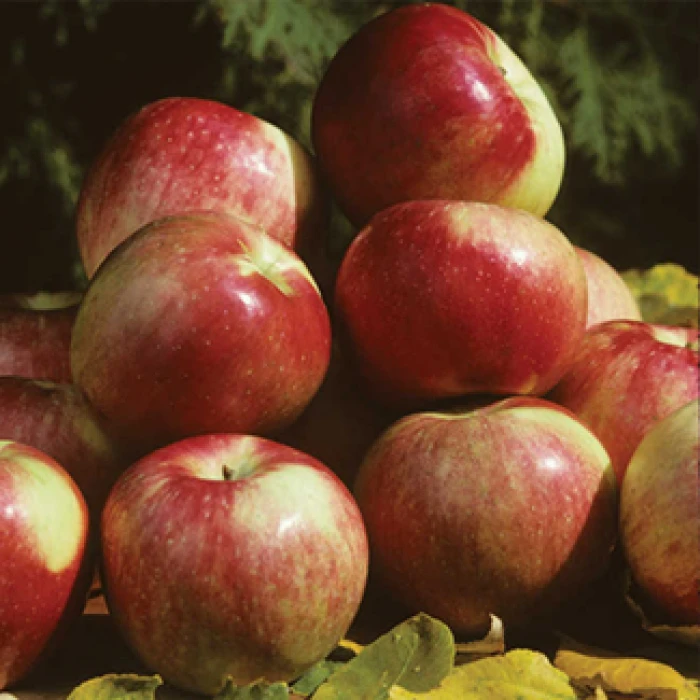 Zestar Semi-Dwarf Apple Zestar Semi-Dwarf Apple -Jung Seed Company 30590