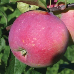 Prairie Magic&reg; Standard Apple