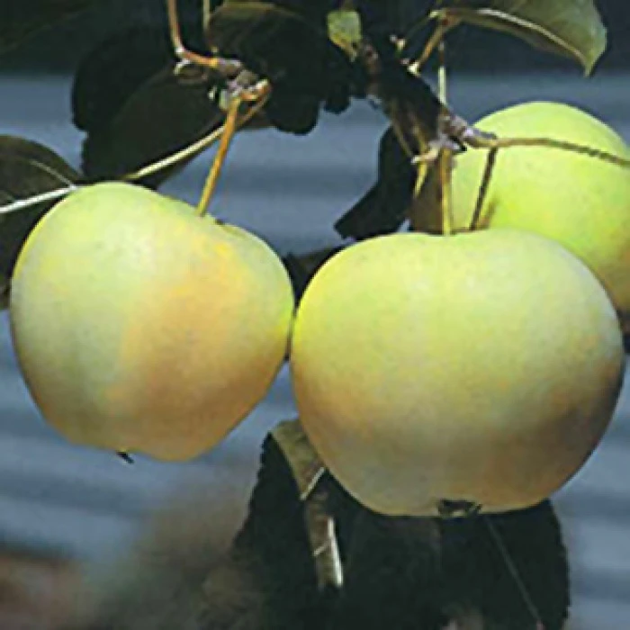 Yellow Transparent Standard Apple Yellow Transparent Standard Apple -Jung Seed Company 30691