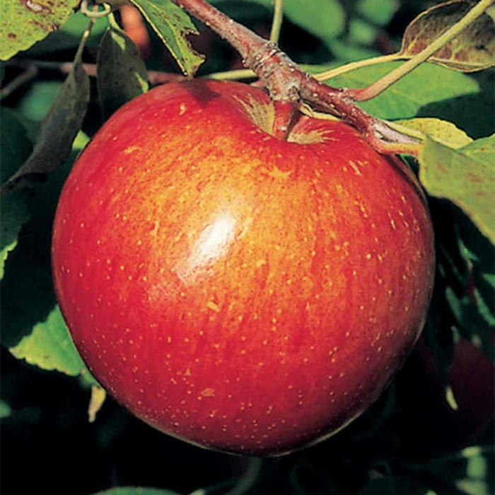 Haralson Dwarf Apple Haralson Dwarf Apple -Jung Seed Company 30714
