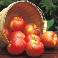 Honeycrisp&trade; Dwarf Apple