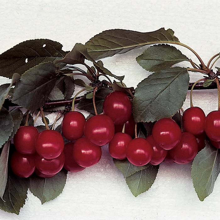 Special Pie Cherry Offer Special Pie Cherry Offer -Jung Seed Company 30735