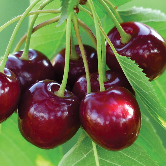 Benton® Dwarf Sweet Cherry Benton® Dwarf Sweet Cherry -Jung Seed Company 30737 Benton Cherry