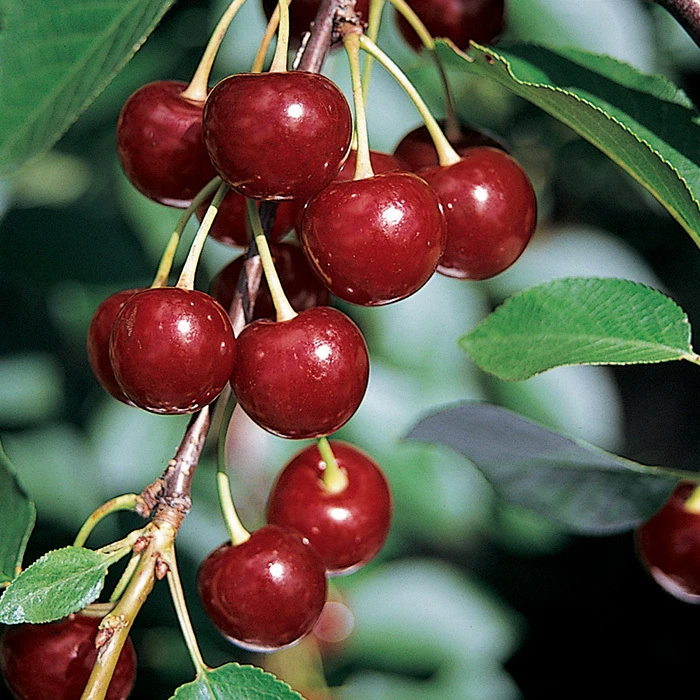 Danube™ Red Juice Cherry Danube™ Red Juice Cherry -Jung Seed Company 30760