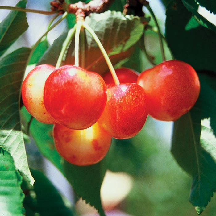 WhiteGold® Standard Sweet Cherry WhiteGold® Standard Sweet Cherry -Jung Seed Company 30774