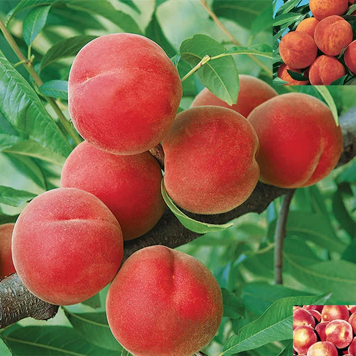 Hardy Peach Tree Offer Hardy Peach Tree Offer -Jung Seed Company 30793